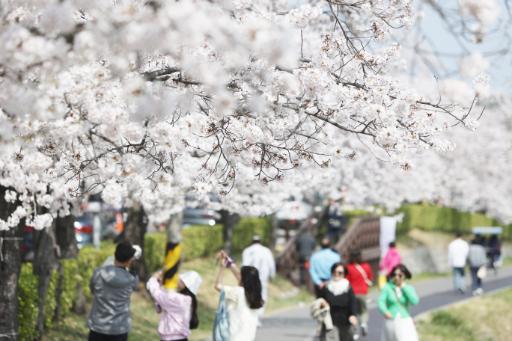 경포 벚꽃 축제 4번째 사진